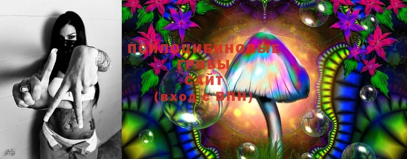 закладка  Кизилюрт  Галлюциногенные грибы Psilocybe 